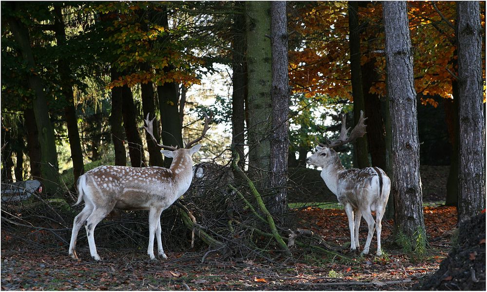 Stures Damwild in Wald