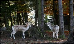 Stures Damwild in Wald