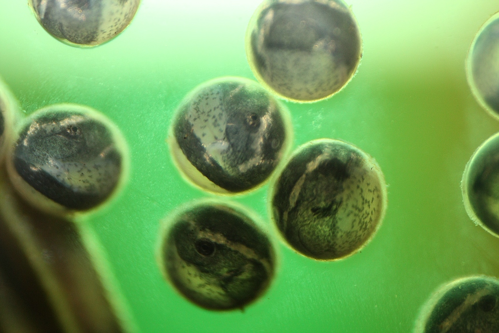 Sturisoma festivum die 2. Foto & Bild tiere, haustiere, aquaristik