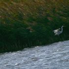 Sturm am Blankensee