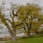 Sturm am Bodensee II