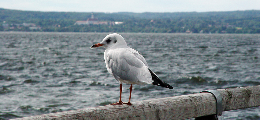 Sturm am Starnberger See 1