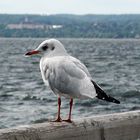 Sturm am Starnberger See 1