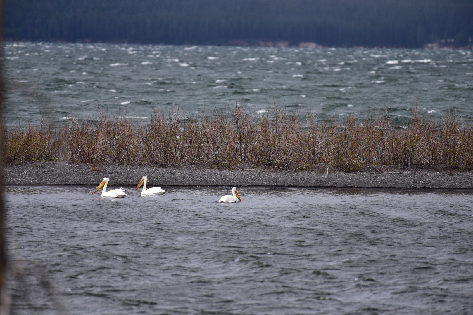 Sturm auf dem Yellowstone Lake             DSC_5190