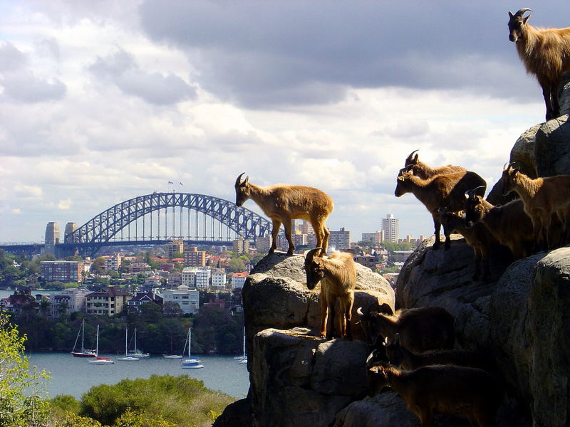 Sturm auf die Harbour Bridge