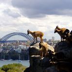 Sturm auf die Harbour Bridge