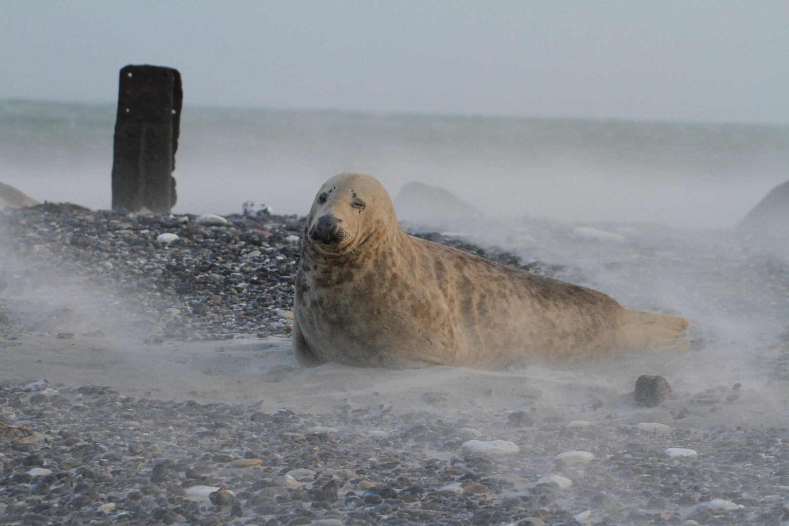 Sturm auf Helgoland und die Kegelrobben mittendrin