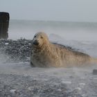 Sturm auf Helgoland und die Kegelrobben mittendrin