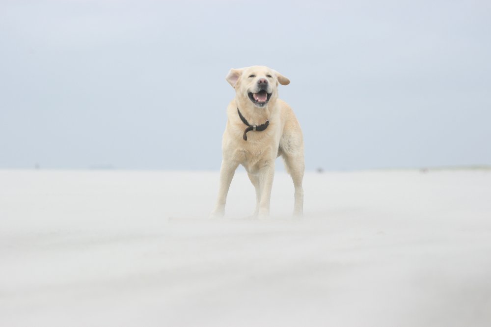 Sturm aus Sand und Salz