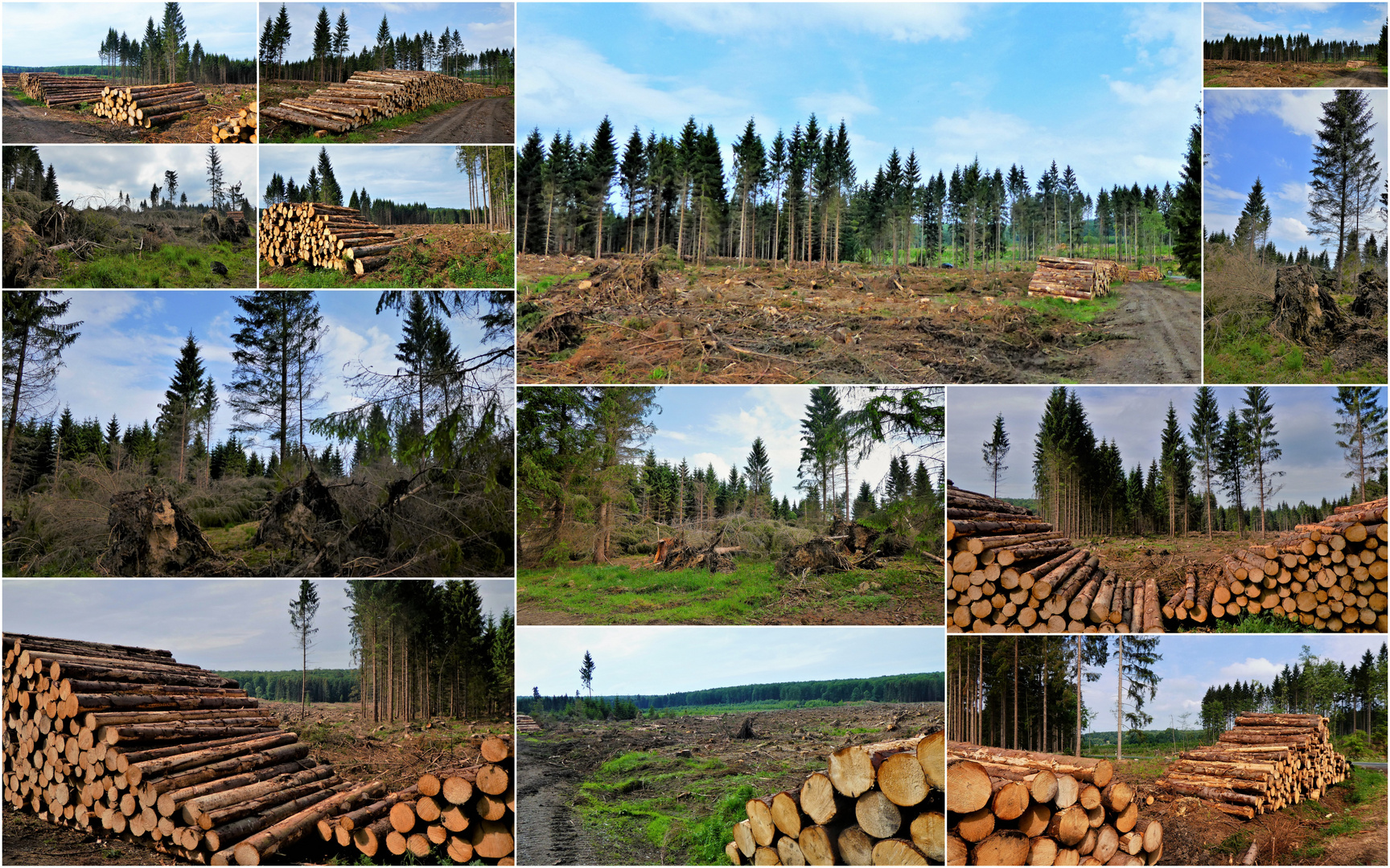  Sturm Friedericke  Sollingwald