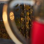 Sturm-Herbst in der Südsteiermark