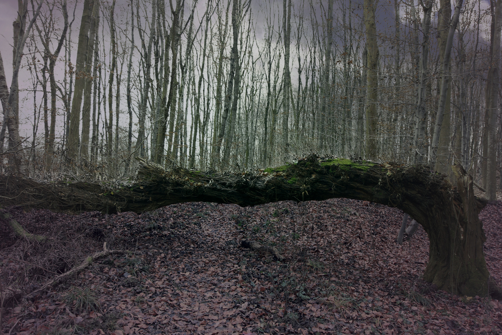 Sturm hinter dem Wald