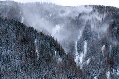 Sturm im Bergwald