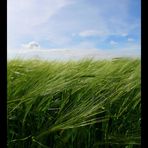 Sturm im Feld