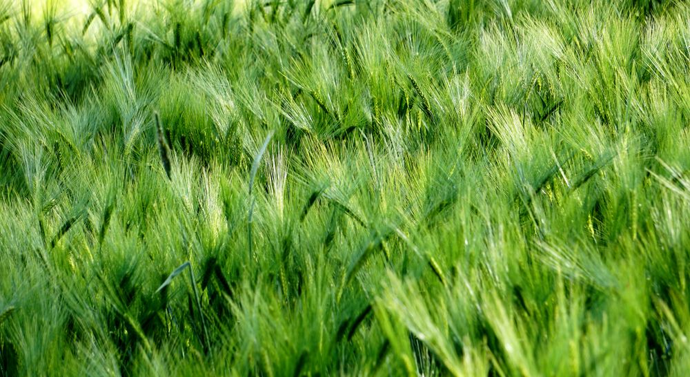 Sturm im Feld