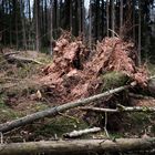 Sturm im Fichtenwald  (2)