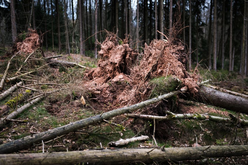 Sturm im Fichtenwald  (2)