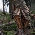 Sturm im Fichtenwald