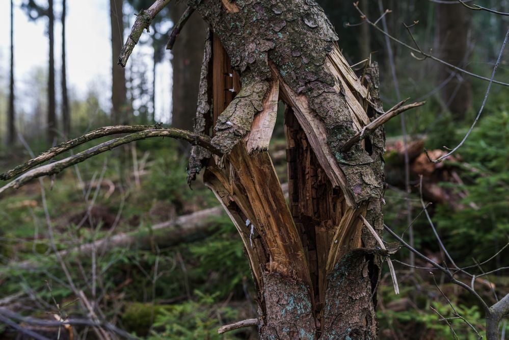 Sturm im Fichtenwald