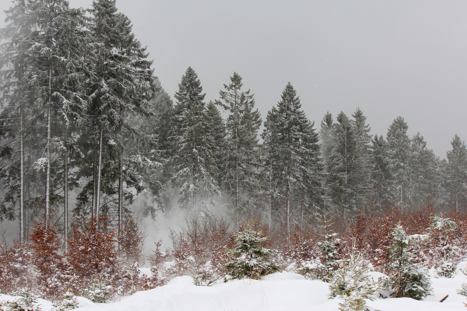 Sturm im Winterwald