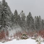 Sturm im Winterwald