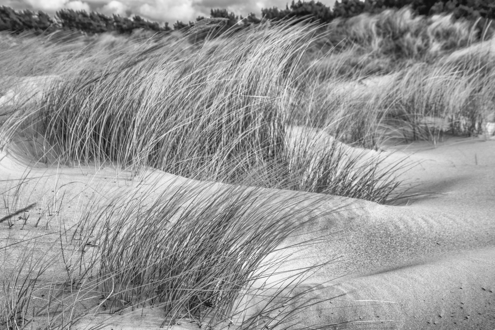 Sturm in den Dünen