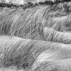 Sturm in den Dünen