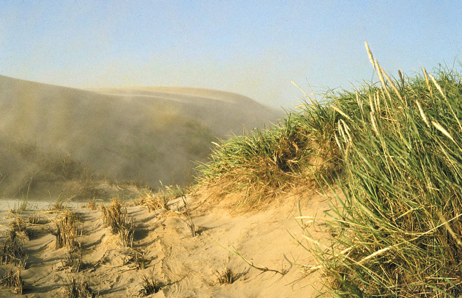 Sturm in den Dünen I