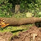 Sturm in Düsseldorf....ein windiger Abend....3