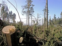 Sturm Kyrill im Thüringer Wald