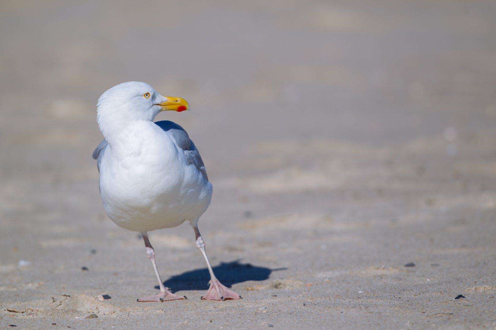 "Sturm-" Möwe