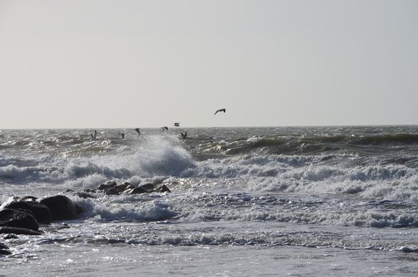 Sturm wenn die Möwen schreien