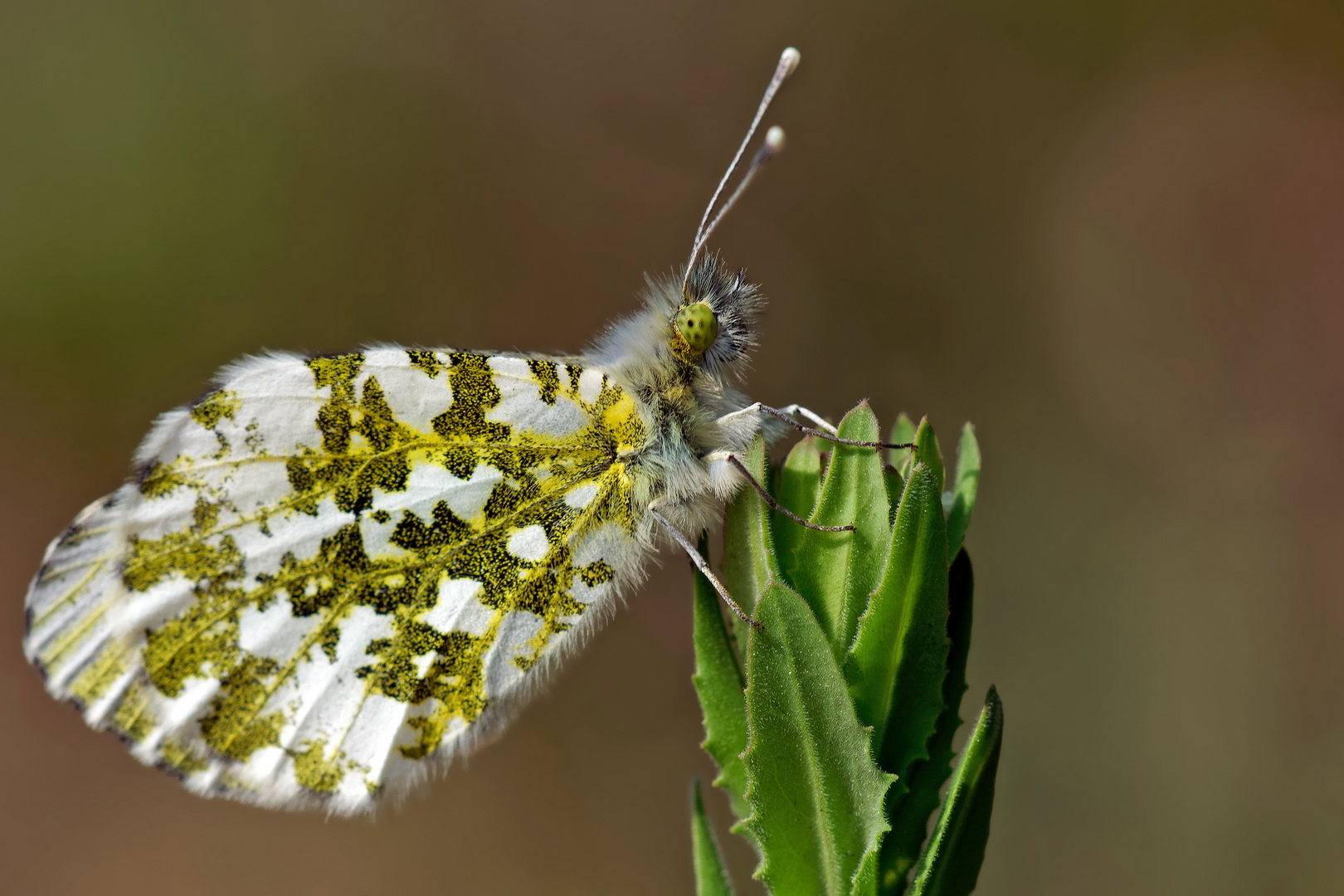 Sturmbraut - Weiblicher Aurorafalter (Anthocharis cardamines) bei der Eiablage 