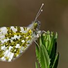 Sturmbraut - Weiblicher Aurorafalter (Anthocharis cardamines) bei der Eiablage 