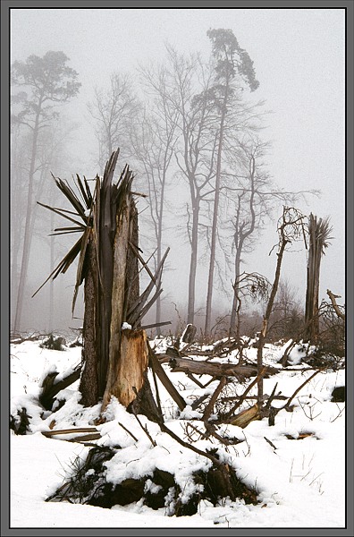 Sturmbruch Foto & Bild jahreszeiten, winter, natur Bilder auf