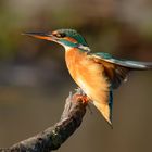 Sturmerprobt : Eisvogel Weibchen (Alcedo atthis)