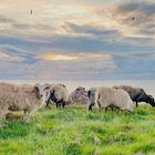 Sturmerprobt: Helgoländer Schafe auf dem Oberland