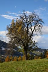 Sturmfester Baum