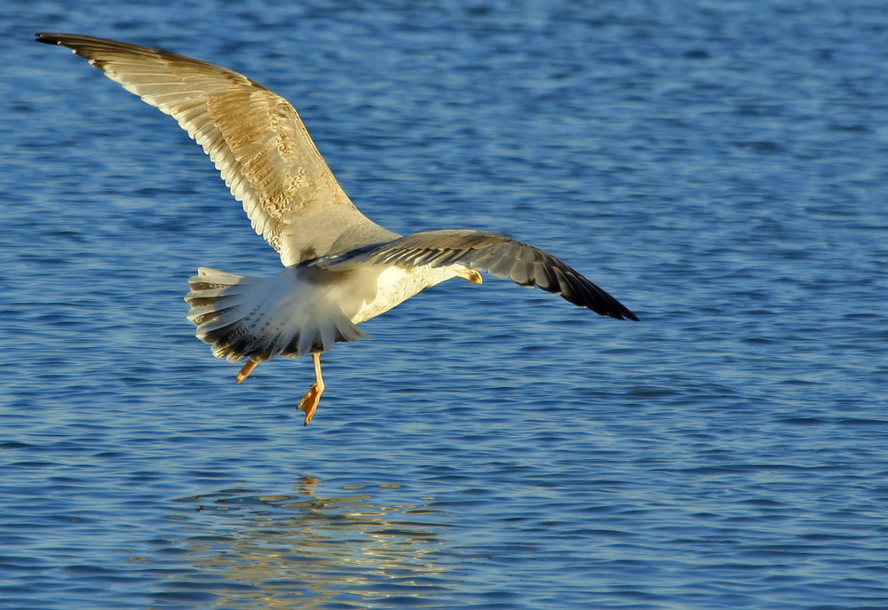 Sturmflug