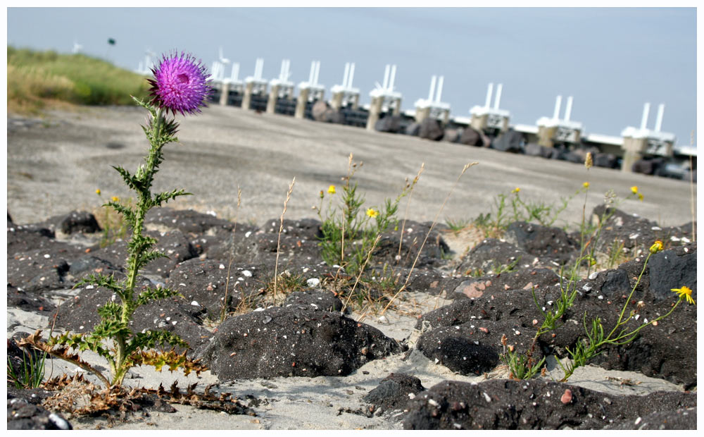 Sturmflutwehrhafte Distel