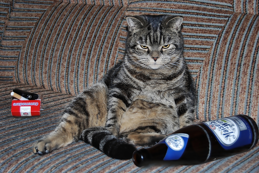 Sturmfreie Bude Foto Bild Quatsch Fun Und Ratselecke Satire Fotomontage Bilder Auf Fotocommunity