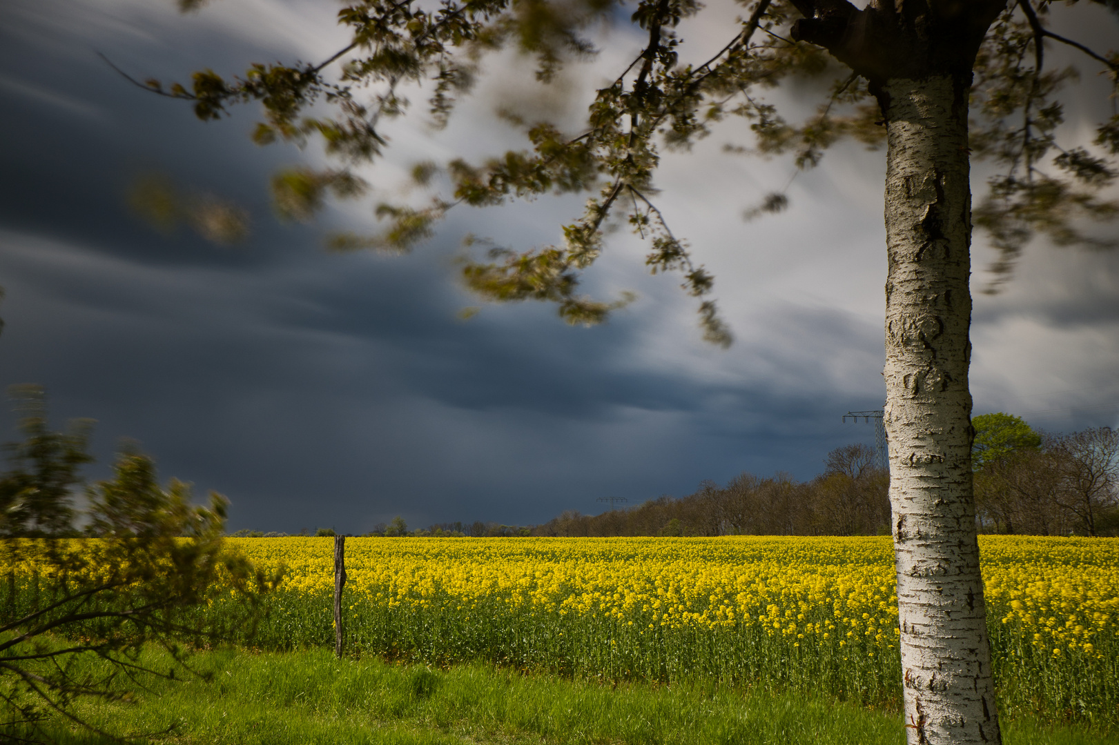 Sturmfront über dem Rapsfeld