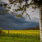 Sturmfront über dem Rapsfeld