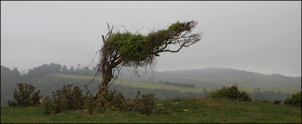 sturmgebeugt