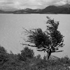 sturmgebeutelter Baum im Torres del Paine Np