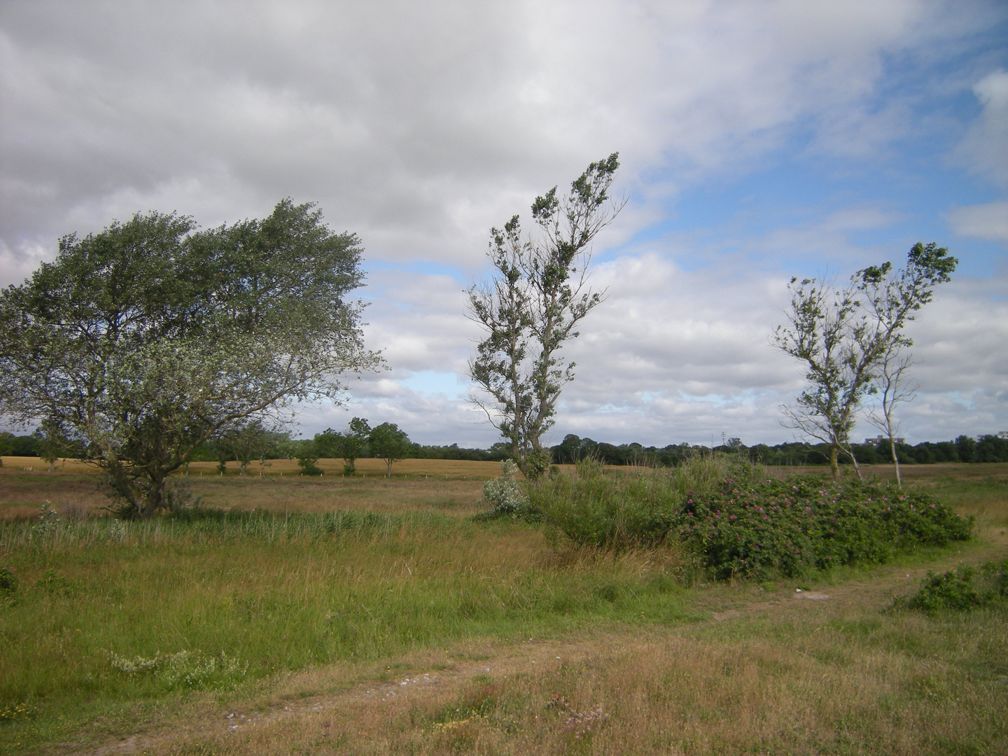 sturmgepeitschte Landschaft an der Schlei