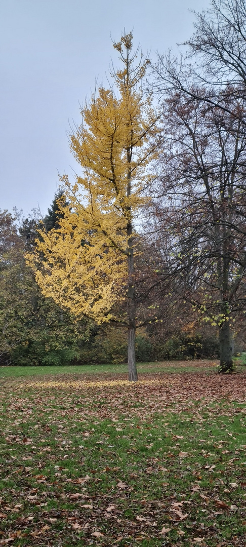 Sturmhalber Baum