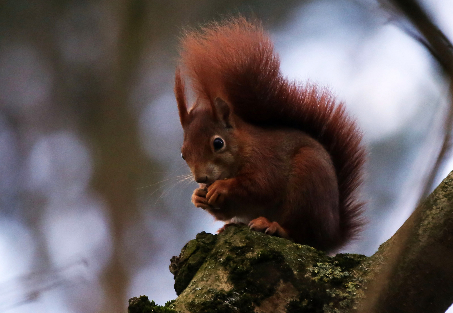 Sturmhörnchen