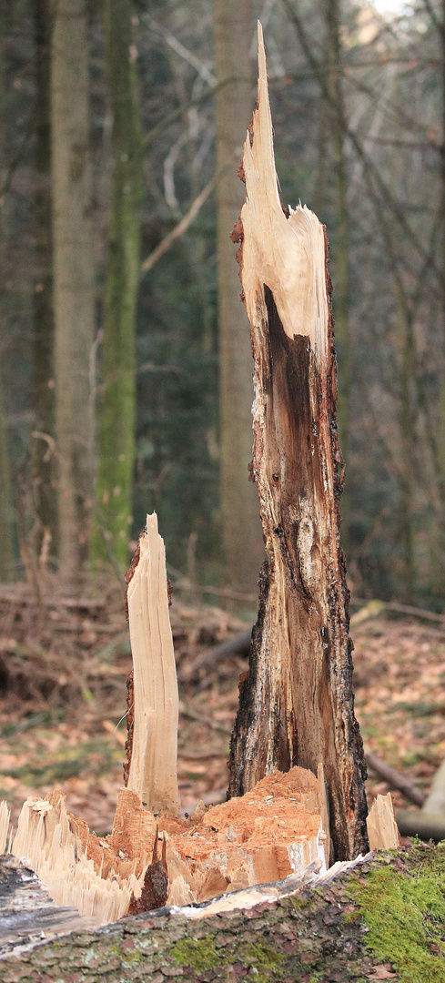 Sturmholz vom Wintersturm Burglind