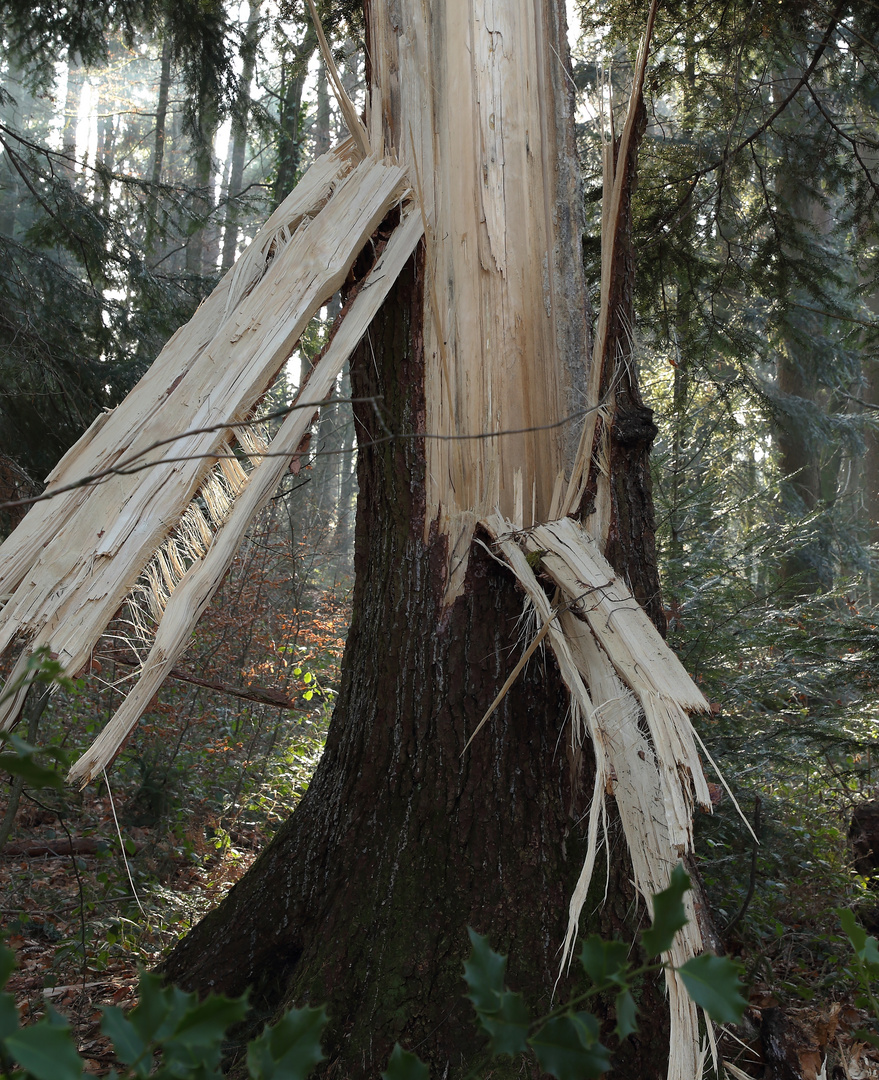 Sturmholz vom Wintersturm Burglind